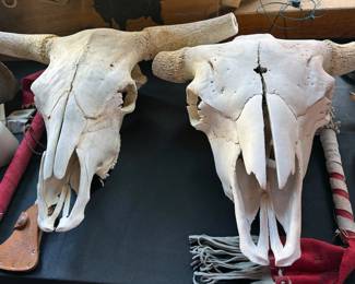 Cow skulls