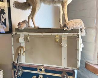 Coyote taxidermy, vintage travel trunks