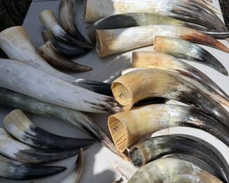 Extensive collection of horns, polished + unpolished