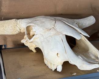Cow skulls + extensive collection of cow horns, assorted sizes, polished + unpolished
