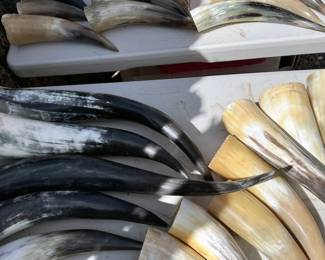 Extensive collection of horns, polished + unpolished