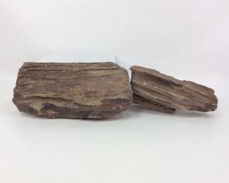  Petrified Wood