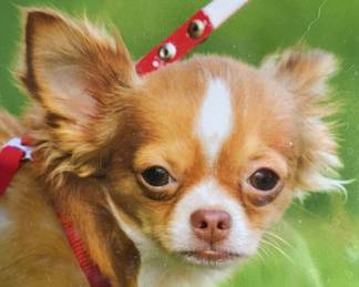 Lot 194 | Pooping Chihuahuas NIB Puzzle Silly Dogs Taking
