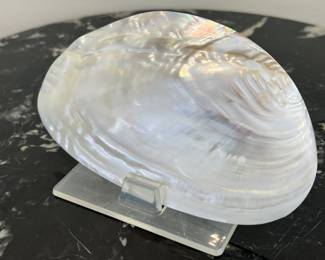 Lot 11 | Pearlized Natural Mussel Shell on Lucite Stand

