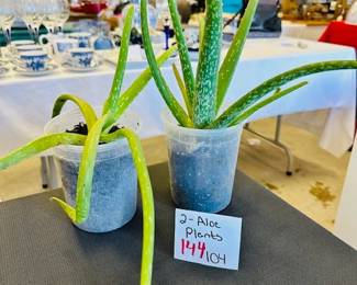 Aloe Plants 