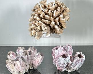 (3pc) MIXED CORAL | Including: Branch or finger coral, and pair of barnacle clusters - h. 8 x w. 9 x d. 8 in (largest)
