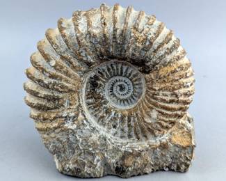 White Ammonite Fossil From Cretaceous Age, Found In Agadir, Morocco, 5.5" x 5.5" 