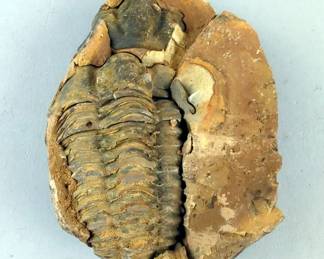 Trilobite Fossil, 3.75" x 3"