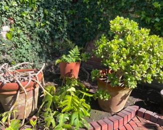 Lots of healthy and happy plants to buy!
