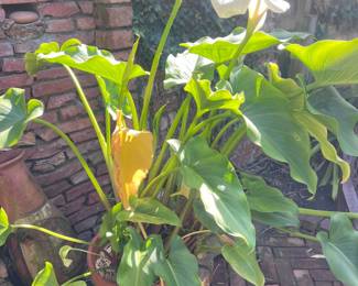 Easter lilly!