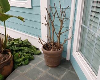 Plant