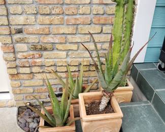 Plants