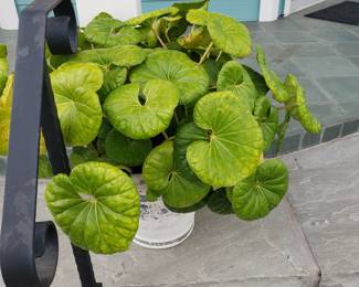 Plant