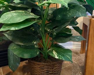 Silk plant