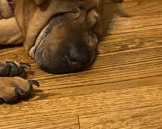 Snickers Snoozing. She is 15!! ( 105 in ppl years!!)