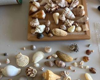 PPE077 Assorted Natural Shells Collection