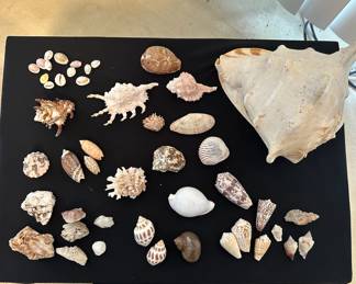 PPE020- Variety Of Shells And Quartz