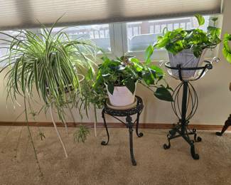 Live plants (stands sold separately)