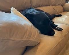 Pepper is Rested & Ready