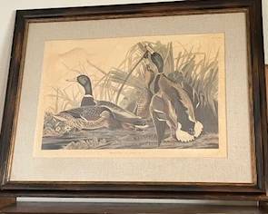 Old Audubon Print