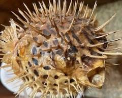 Puffer Fish