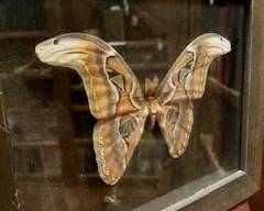 Yes, a Moth Collection