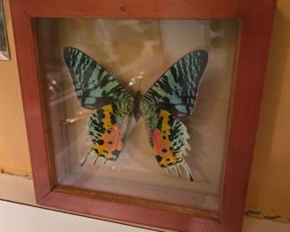 Framed Butterfly