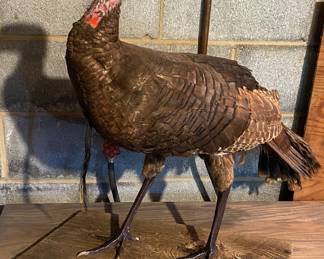 Turkey