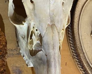 Animal Skull