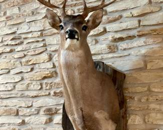 Deer Bust Mount