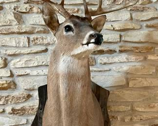 Deer Bust mount 