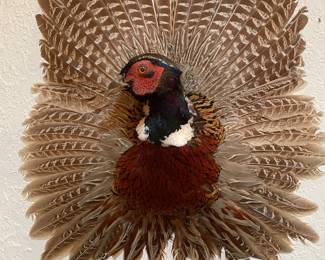 Ring Necked Pheasant- taxidermy mount