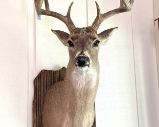 Deer Bust mount 