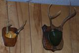 DEER TROPHIES