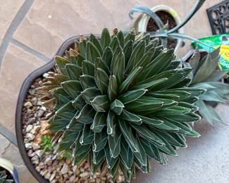 Queen Victoria Agave