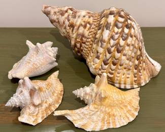 Shells