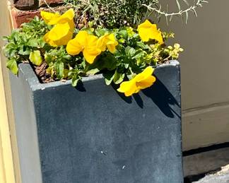 tall planter with plants $50 