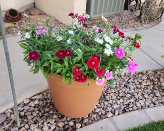 Pot & Plant