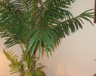 jan silk tree