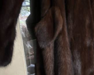 Beautiful Siberian Mink