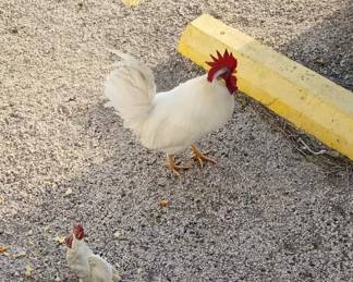 The Resident Rooster who We have Graciously Named "FogHorn LegHorn" or "Foggy" for short ... he can be aggressive so please be aware .....