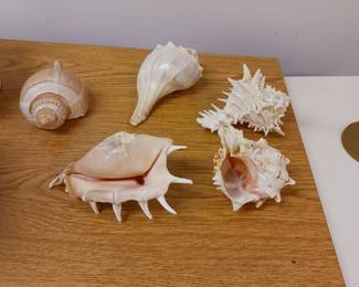 Real seashells