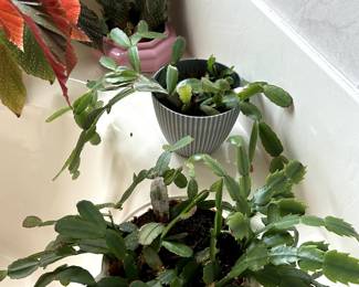 Lots of real plants