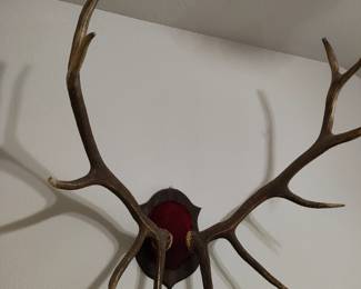 11-point elk antlers taxidermy mount