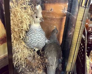 TWO QUAIL INSIDE!