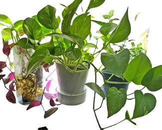 Three Live House Plants