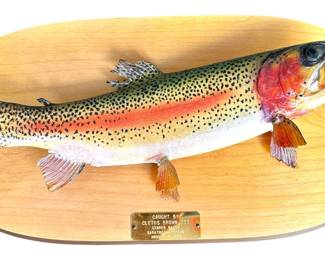 Taxidermy of a Rainbow Trout
