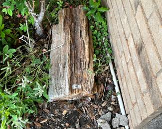 Petrified Wood