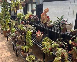 These Beautiful Plants will be sold starting on Thursday morning July 31st beginning at 9am. Not your ordinary  variety of plants, these plants are special! Raised, nurtured and cared for in a loving environment. Their home is an open-beam green house equipped with heating and cooling misting systems, generators, watering systems and more! And, in the house also there are beautiful plants: 
From rare to exotic these plants seem to abound in large round terrariums and in baskets of hanging plants. You will be mesmerized by their beauty and the tender loving care these plants have received. Love plants? Plan to be here!
We look forward to seeing you.
