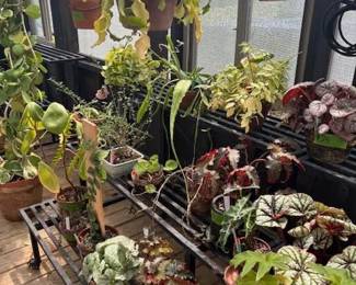 These Beautiful Plants will be sold starting on Thursday morning July 31st beginning at 9am. Not your ordinary  variety of plants, these plants are special! Raised, nurtured and cared for in a loving environment. Their home is an open-beam green house equipped with heating and cooling misting systems, generators, watering systems and more! And, in the house also there are beautiful plants: 
From rare to exotic these plants seem to abound in large round terrariums and in baskets of hanging plants. You will be mesmerized by their beauty and the tender loving care these plants have received. Love plants? Plan to be here!
We look forward to seeing you.
